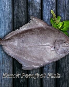 Black pomfret
