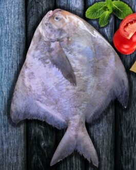 Silver pomfret